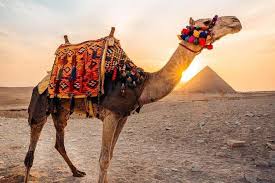 Camel, Horse or Carriage  Ride at the Pyramids